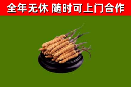 宿州回收散虫草