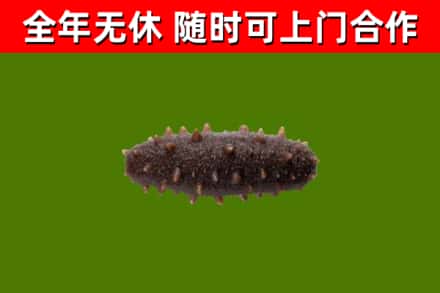 宿州回收海参干